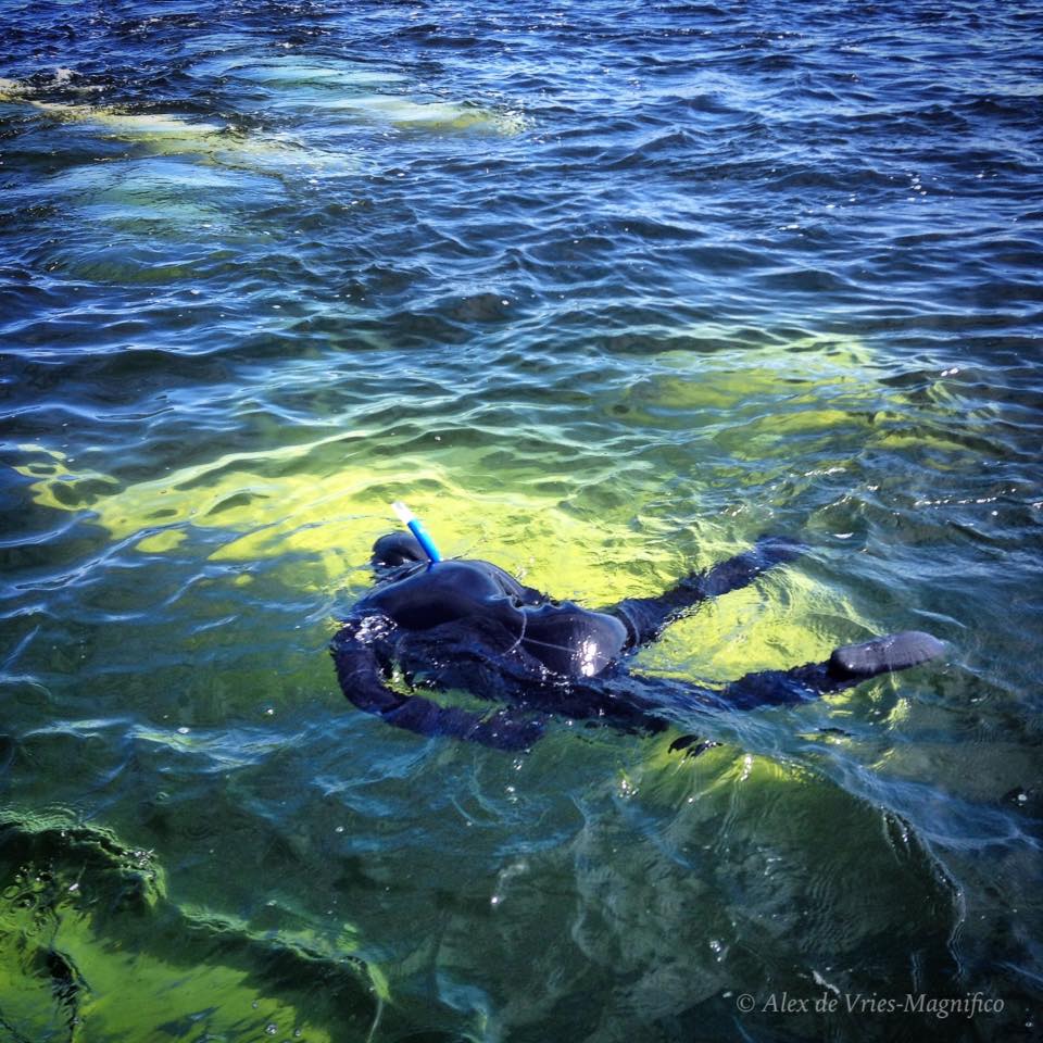 snorkel with belugas ADVM 3