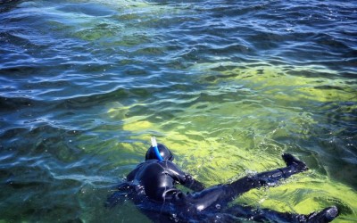 Churchill Sunday Photos – Belugas