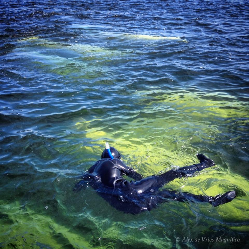 snorkel with belugas ADVM 4