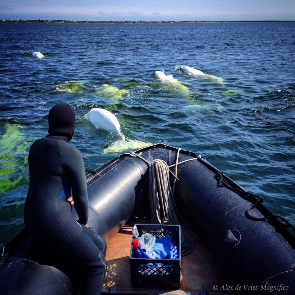 Belugas in Churchill River.