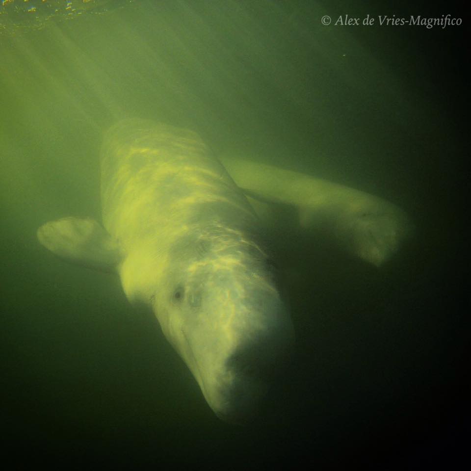 Alex de Vries Magnifico  belugas in Churchill River