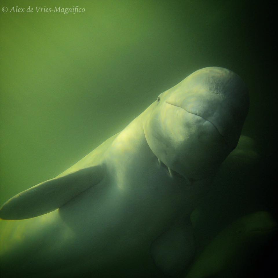 Belugas in Churchill River