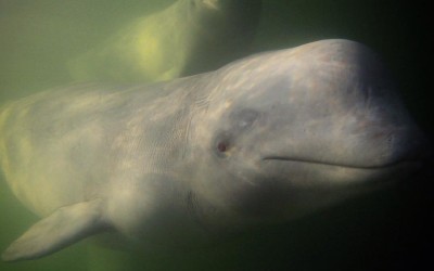 Last Beluga Photos of the Season