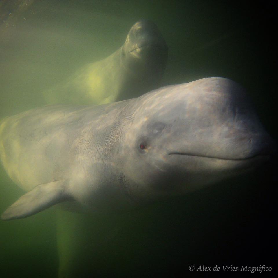 Beluga whales in Churchill River