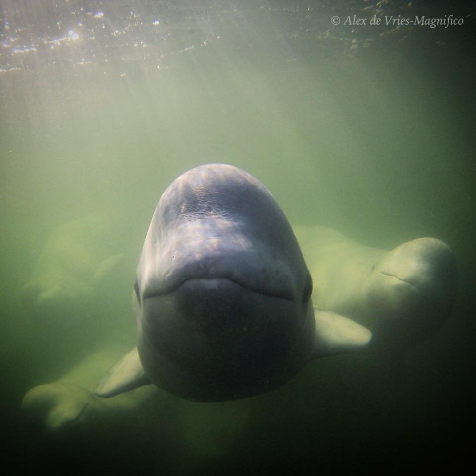 Belugas in Churchill River