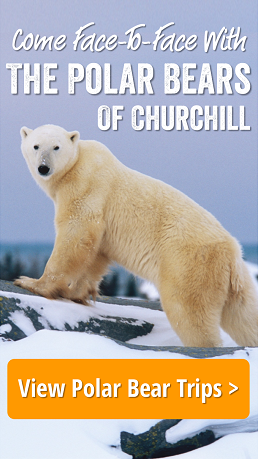 Natural Habitat Adventures Polar Bear Tours