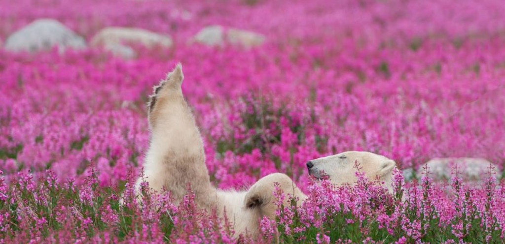 polar bear churchill, Manitoba