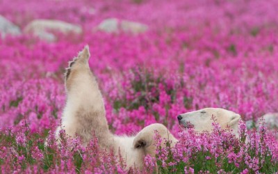 A “Typical” Churchill Summer Day