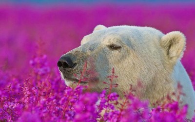 Images of Churchill’s Four Seasons