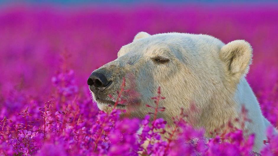 polar bear in fireweed Churchill, Manitoba