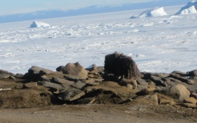 Muskoxen are the New Polar Bears in Grise Fiord