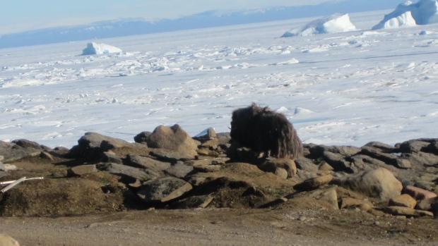 Muskoxen in Grise Fiord.