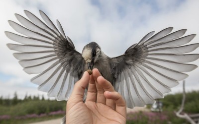 Photographer’s Eye on Churchill