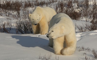 Churchill Sunday Photo – Polar Bears