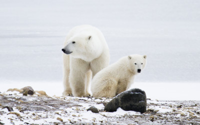 Churchill Photos of the Week