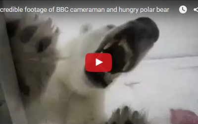 Churchill Video of the Week-Polar Bear Cage