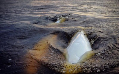 Belugas Going Strong in Churchill