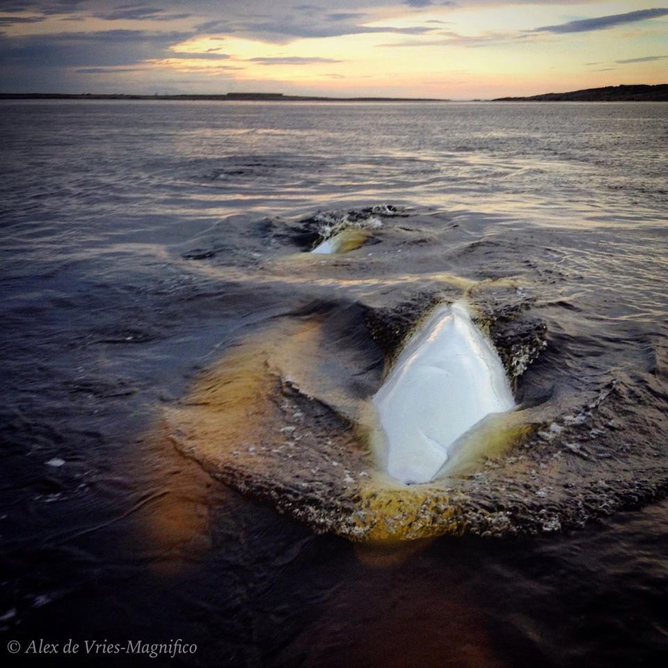 Belugas in Churchill River