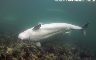 Beluga Whale Beauty