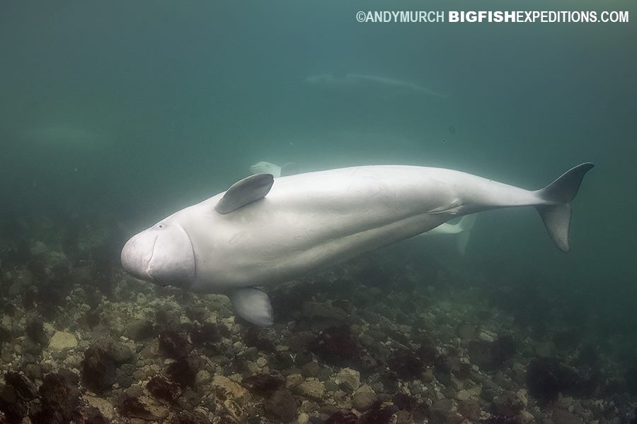 beluga whale in Churchill River -Big fish expeditions