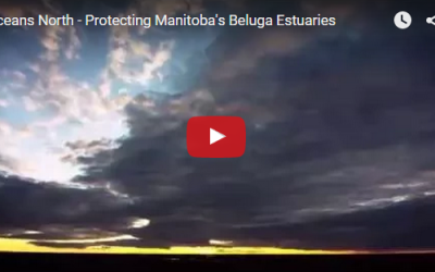 Churchill Video of the Week – Beluga Habitat