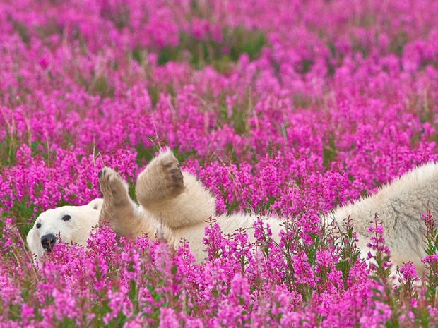 fireweed-bears-4