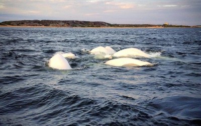 Beluga Feeding Fest