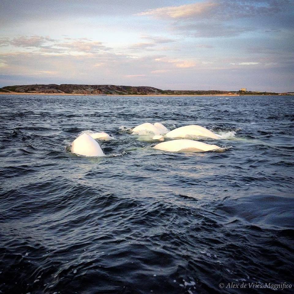 Beluga whales