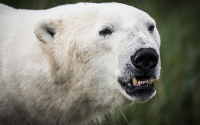 Churchill Photos of the Week – Summer Polar Bears