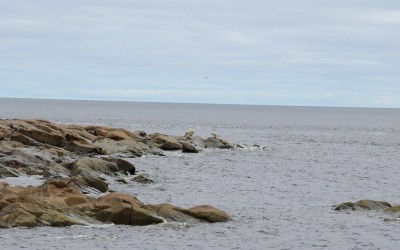 Churchill Photos of the Week-Summer