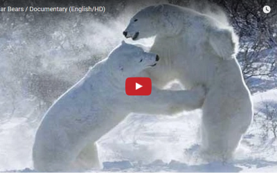 Churchill Video of the Week-Polar Bears