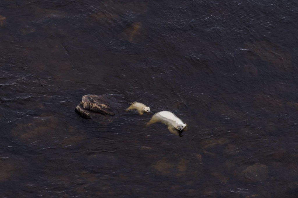 polar bears in the Hudson Bay