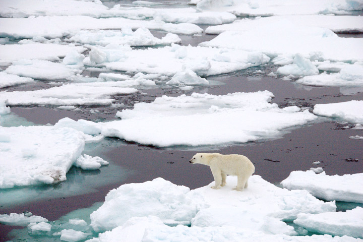 Polar bear on sea ice.