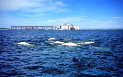Beluga Snorkeling Resumes