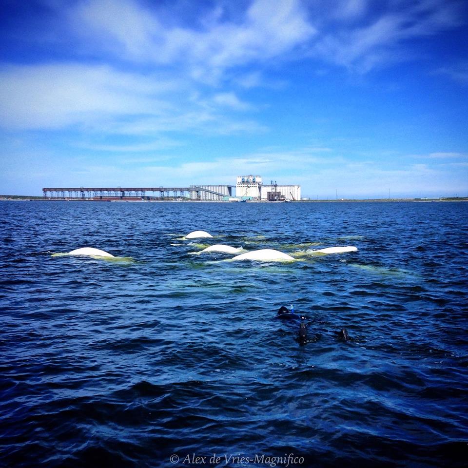 Beluga whale snorkeling in Churchill River.