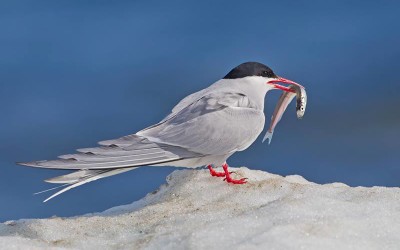 Churchill Sunday Photo – Arctic Tern