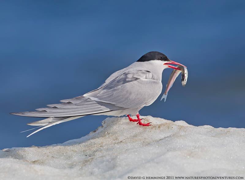 Arctic tern with capelin
