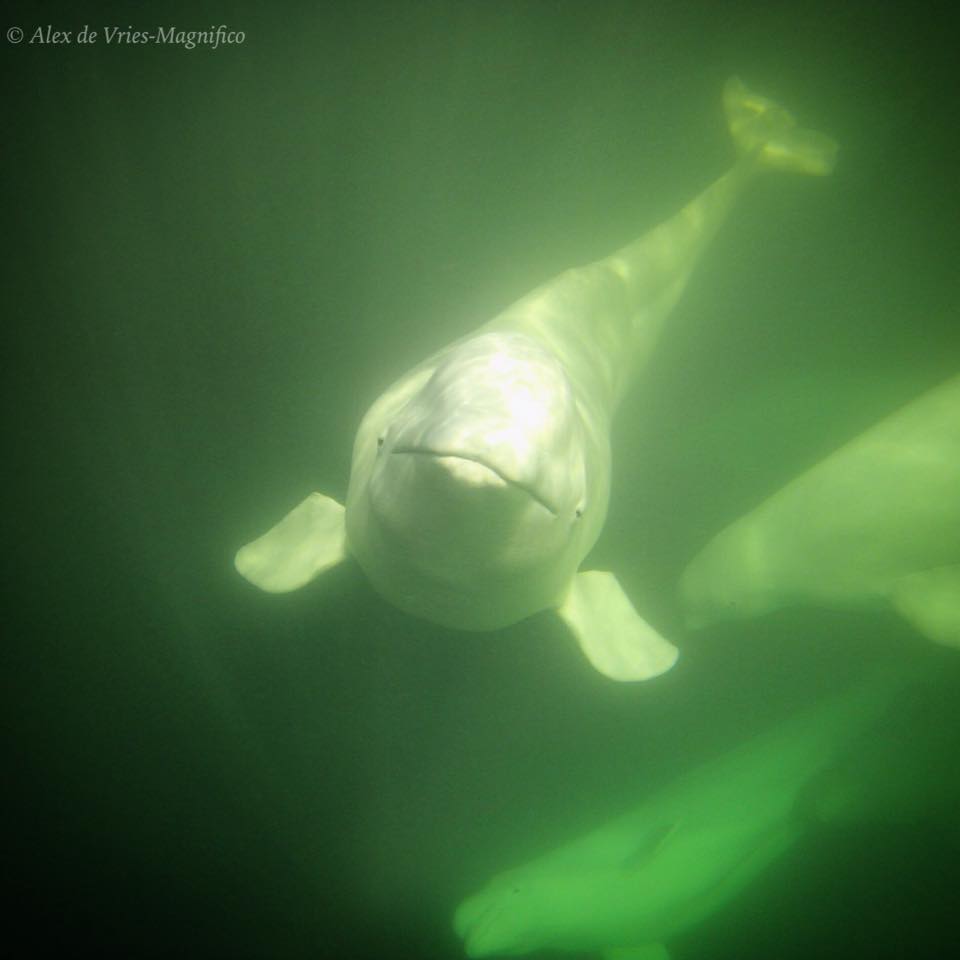 Beluga whales in Churchill
