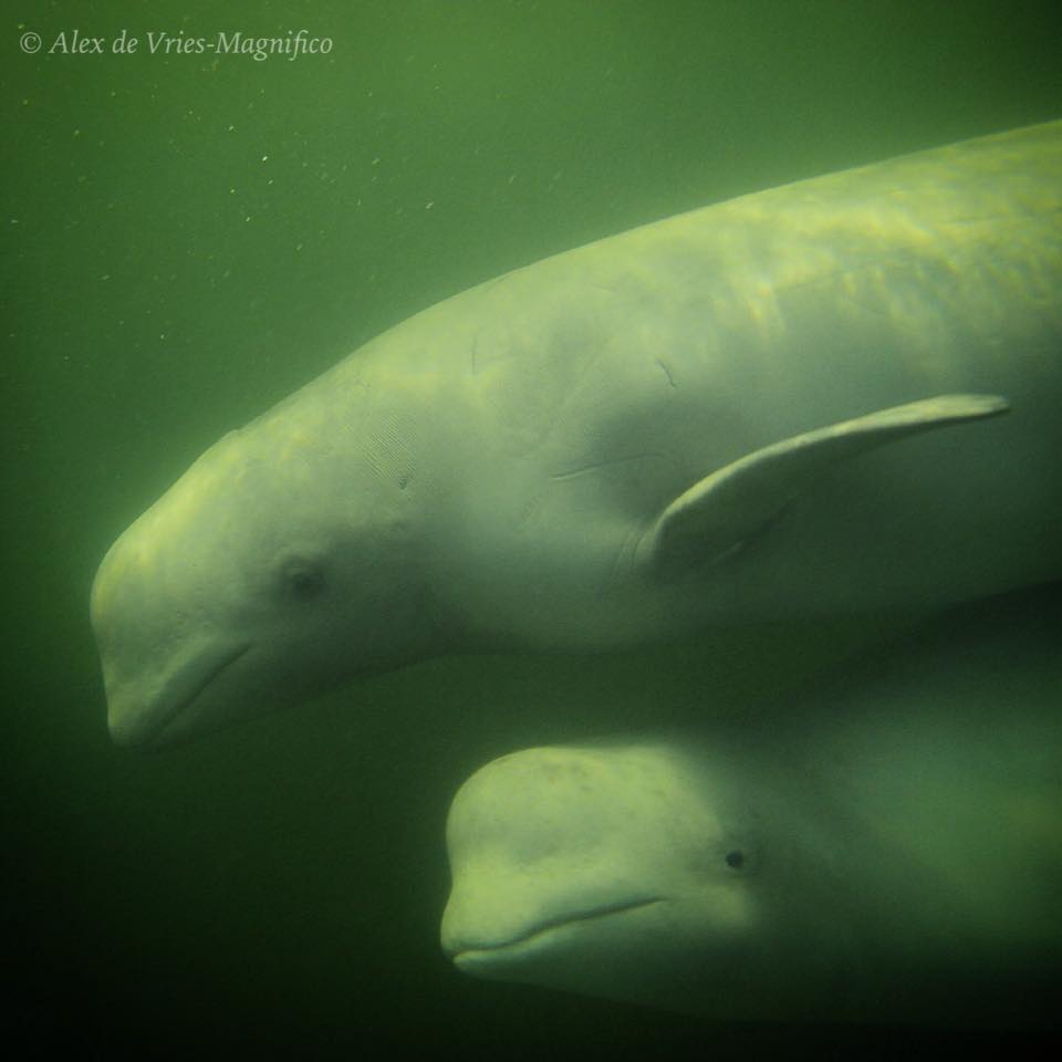 Beluga whales in Churchill