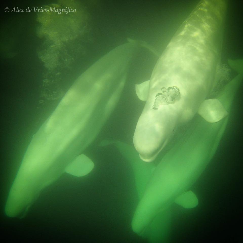 Beluga whales in Churchill