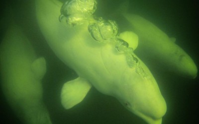 Final Churchill Beluga Photos