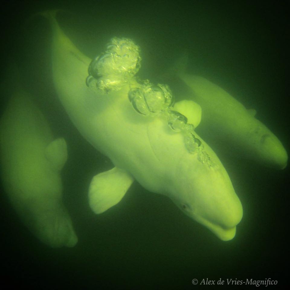 Beluga whales in Churchill