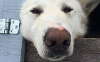 Hudson Bay Quest Roster Filling Fast