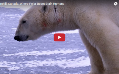 Churchill Video of the Week – Polar Bears