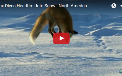 Churchill Video of the Week – Red Fox