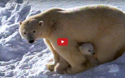 Churchill Video of the Week – Polar Bear Family