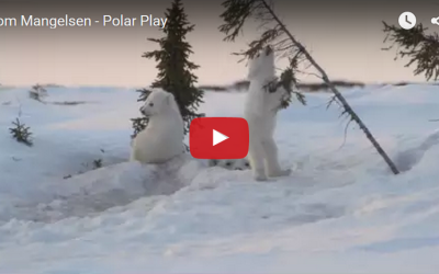Churchill Video of the Week – Polar Play