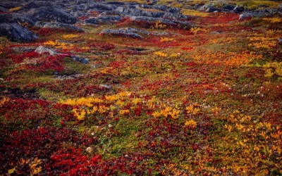 Churchill Photos of the Week – Arctic Summer