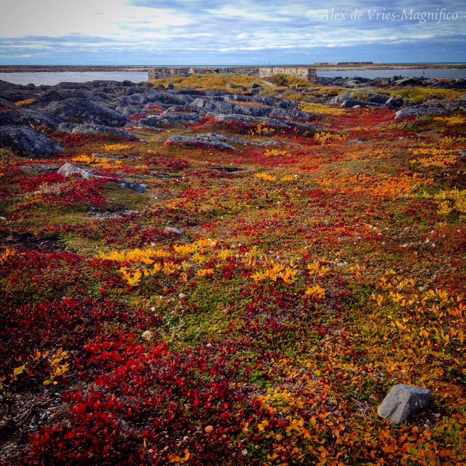 Churchill Tundra fall colors