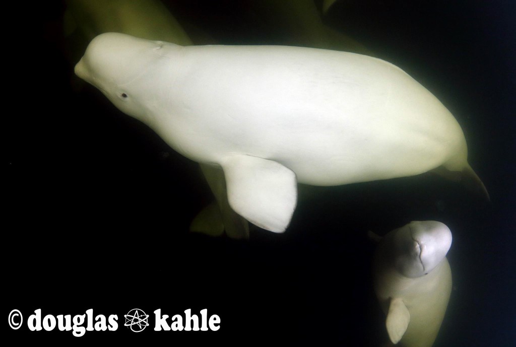 beluga Douglas Kahle 3